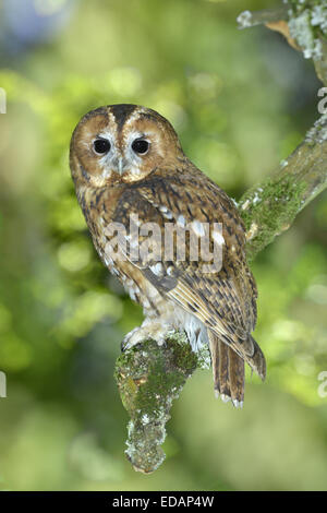 Waldkauz - Strix aluco Stockfoto