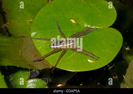 Fen Floß Spider - Dolomedes plantarius Stockfoto