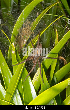 Fen Floß Spider - Dolomedes Plantarius - weibliche Bewachung Kinderstube der Jungspinnen Stockfoto