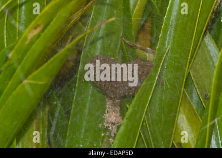 Fen Floß Spider - Dolomedes Plantarius-Spiderling Kindergarten Stockfoto