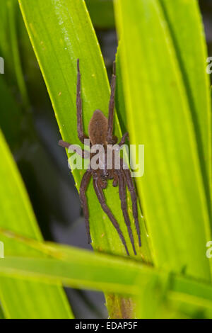 Fen Floß Spider - Dolomedes Plantarius - Ungestreifte erwachsenes Weibchen Stockfoto