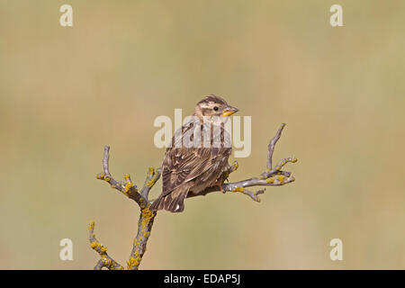 Rock-Sparrow - Petronia petronia Stockfoto