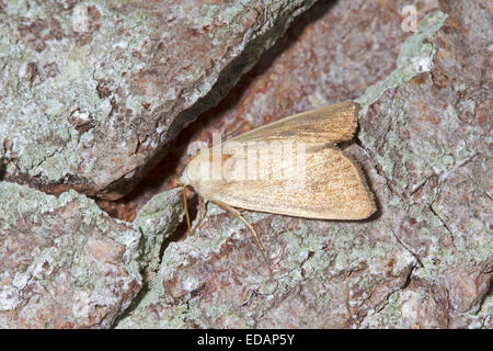 Fen Wainscott - Arenostola phragmitidis Stockfoto