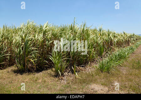 Zuckerrohrfelder in Queensland, Australien Stockfoto