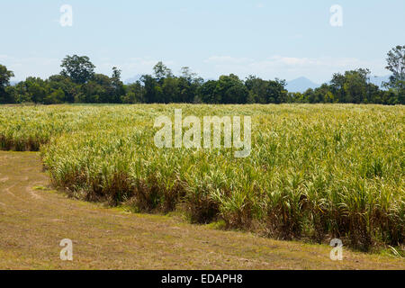 Zuckerrohrfelder in Queensland, Australien Stockfoto