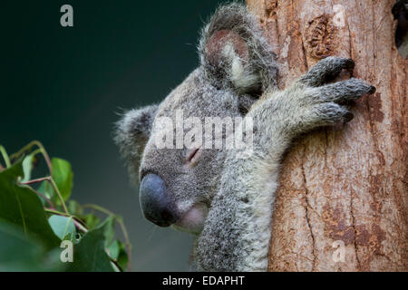 Koala schlafen im Eukalyptusbaum, Queensland, Australien Stockfoto