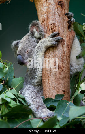 Koala im Eukalyptusbaum, Queensland, Australien Stockfoto