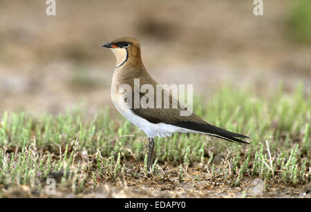 Gleitaar Brachschwalbe - Glareola nordmanni Stockfoto