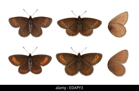 Berg Ringel - Erebia Epiphron - Kopfzeile (Lake District) - untere Zeile (Schottland). Stockfoto