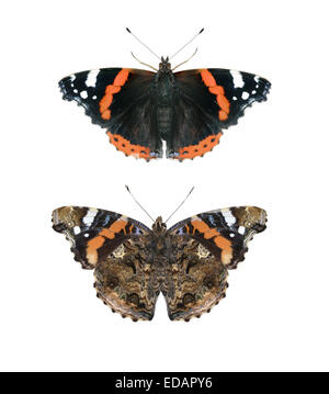 Red Admiral - Vanessa Atalanta. Upperwing - Top, Underwing - unten. Stockfoto