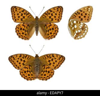 Hohe braune Fritillary - Argynnis adippe Stockfoto