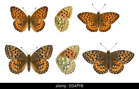 Dunkel grün Fritillary - Argynnis Aglaia - Männchen (oben) - Weibchen (unten). Stockfoto