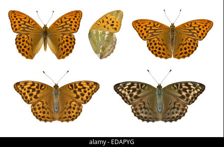 Silber-washed Fritillary - Argynnis Paphia - Männchen (oben) - typisch weiblich (unten links) - Valezina weiblich (unten rechts). Stockfoto