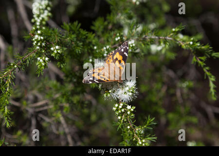 Monarchfalter, Victoria, Australien Stockfoto