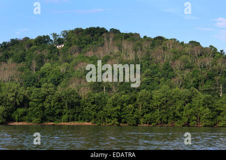 Toten Eschen von Ash Borer Käfer am Ohio River Kentucky Stockfoto