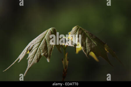 Zucker-Ahorn Blätter entstehen im Frühjahr Ohio Stockfoto