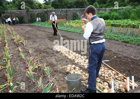 Gärtner in Anfang des 20. Jahrhunderts Kleidung arbeiten in einem Gemüsegarten Pflanzen Zwiebeln gekleidet. Stockfoto