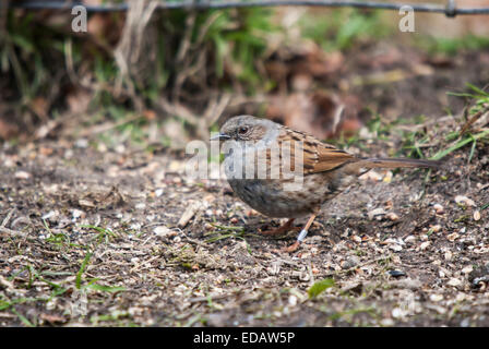 Heckenbraunelle (Prunella Modularis) Fütterung auf Boden unter Futterhäuschen. Diese Person hat (gebändert) beringt worden. Stockfoto