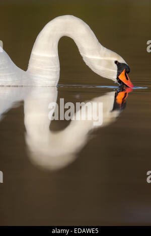 Stumm, Schwan, Cygnus Olor, einziger Vogel auf dem Wasser, Warwickshire, Dezember 2014 Stockfoto