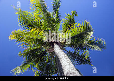 Palme mit Kokosnüssen Blick von unten Stockfoto