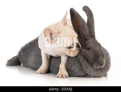 französische Bulldogge Welpen Klettern auf flämischen Hase auf weißem Hintergrund Stockfoto