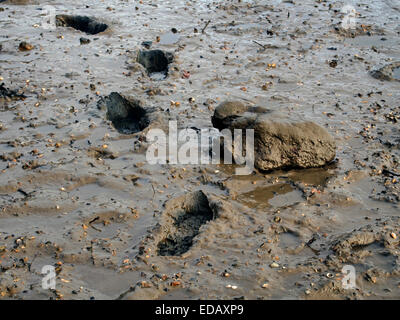 Fußspuren im Schlamm - Spuren von Stiefel im weichen Schlamm von den Fluss Hamble Vorland. Stockfoto