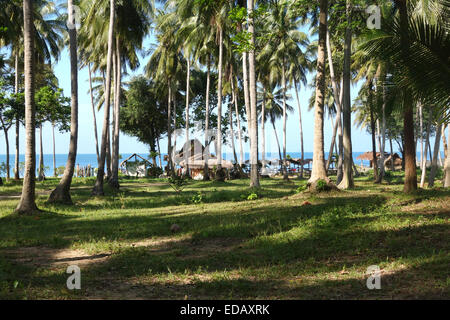 Kokosnuss-Palmen, Cocos Nucifera, am Strand von Koh Lanta, Provinz Krabi, Thailand, Südostasien. Stockfoto