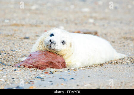 Baby-Grey Seal (Halichoerus Grypus) am Strand zu entspannen Stockfoto