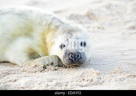 Baby-Grey Seal (Halichoerus Grypus) am Strand zu entspannen Stockfoto