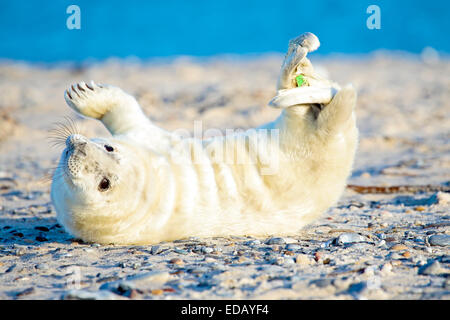 Baby-Grey Seal (Halichoerus Grypus) am Strand zu entspannen Stockfoto