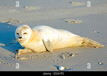 Baby-Grey Seal (Halichoerus Grypus) am Strand zu entspannen Stockfoto