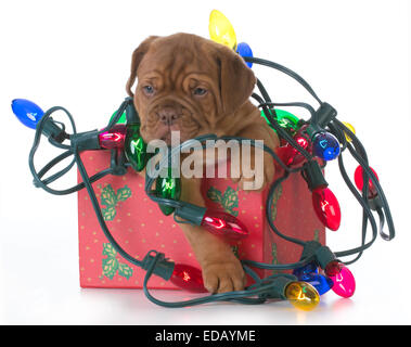 Weihnachten Welpen - Dogge de Bordeaux Welpen in ein Weihnachtsgeschenk verstrickt in bunten Weihnachtsbeleuchtung auf weißem Hintergrund Stockfoto