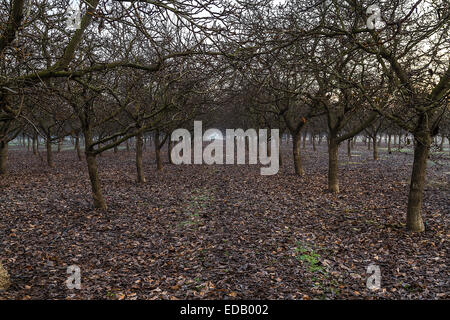 Eine Walnuss Orchard im Winter in der Nähe von Modesto California.  Eine gute Portion kalifornischen Pflanzen werden ins Ausland exportiert. Stockfoto