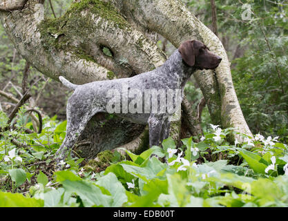 Deutscher Kurzhaariger Vorstehhund stehend im Wald Stockfoto