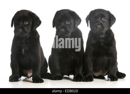 drei Welpen - schwarze Labrador Retriever Welpen Stockfoto