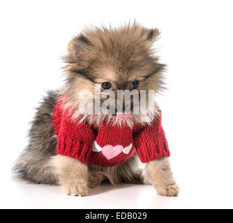 Pommern mit roter Pullover mit Herzen Stockfoto