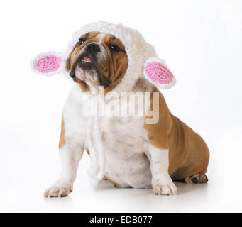 gestrickte Lamm Hut isoliert auf weiss - englische Bulldogge Hund Stockfoto