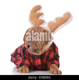 Weihnachten Welpen - Dogge de Bordeaux tragen Rudolph Geweih auf weißem Hintergrund - 5 Wochen alt Stockfoto