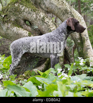 Deutscher Kurzhaariger Vorstehhund stehend im Wald Stockfoto