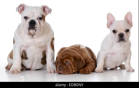 drei Welpen - de Bordeaux Dogge, englische Bulldogge und französische Bulldogge isoliert auf weißem Hintergrund Stockfoto