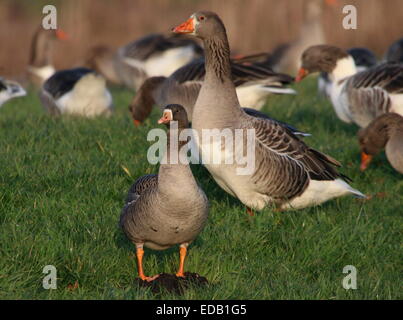 Weniger weiß – Anser Gans (Anser Erythropus), eine seltene Migranten in Westeuropa. Hier zusammen mit einer viel größeren Graugans Stockfoto