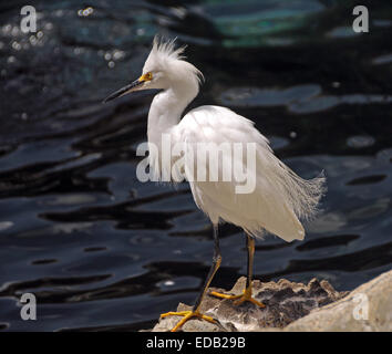 Snowy egret (egretta thula) commonly seen in Florida Stockfoto