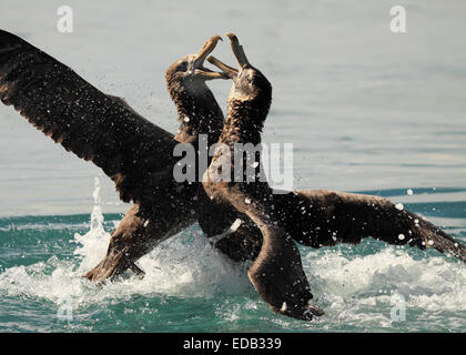 Ein paar der nördlichen Riesen Sturmvögel in einem Kampf der Flügel und Schnabel auf den Ozean. Stockfoto