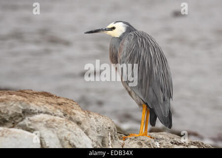 Ein White-faced Heron ruht auf Felsen über dem Pazifischen Ozean. Stockfoto