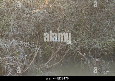 Eisvogel Vogel sitzt auf einem Ast vom Fluss an einem kalten frostigen Morgen. Stockfoto