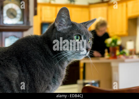 Wachsamen Tabby Katze starrt aufmerksam auf etwas außerhalb des Fensters während ihrer Herrin Abendessen in der Küche bereitet. Stockfoto