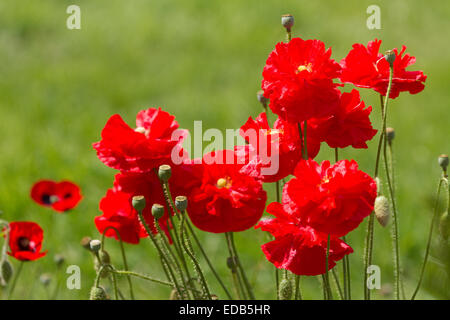 Rote Mohnblumen Hintergrund grünen Rasen.  Papaver ist der lateinische Name. Mohnblumen in Erinnerung Sonntag eingesetzt. Stockfoto