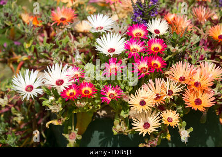 Mittagsblumengewächsen Caryophyllales Mesembryanthemum Gänseblümchen wie Blüten aus Südafrika, die im Sonnenlicht zu öffnen. Stockfoto