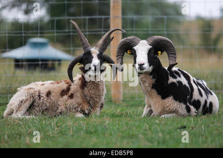 Jacob Sheep auf irischen landwirtschaftlichen Flächen Stockfoto