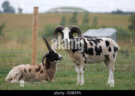 Jacob Sheep auf irischen landwirtschaftlichen Flächen Stockfoto